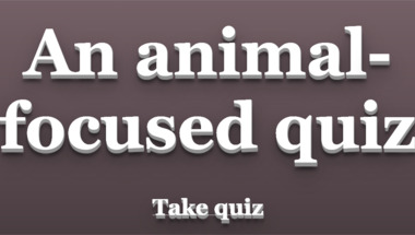 An animal-themed quiz.